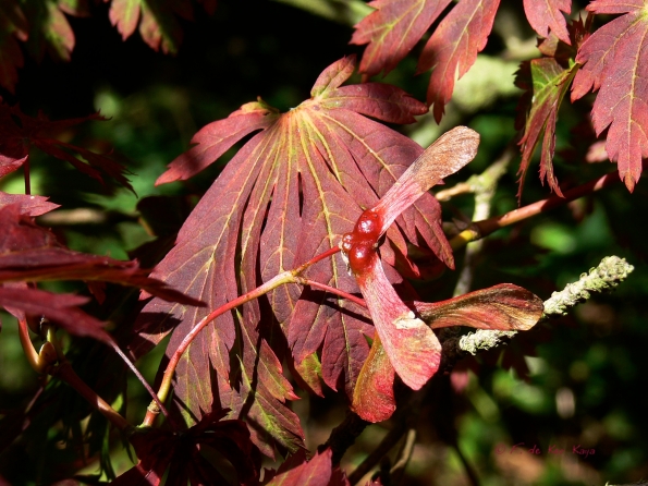 Bois des Moutiers  (51) Summer 2012
